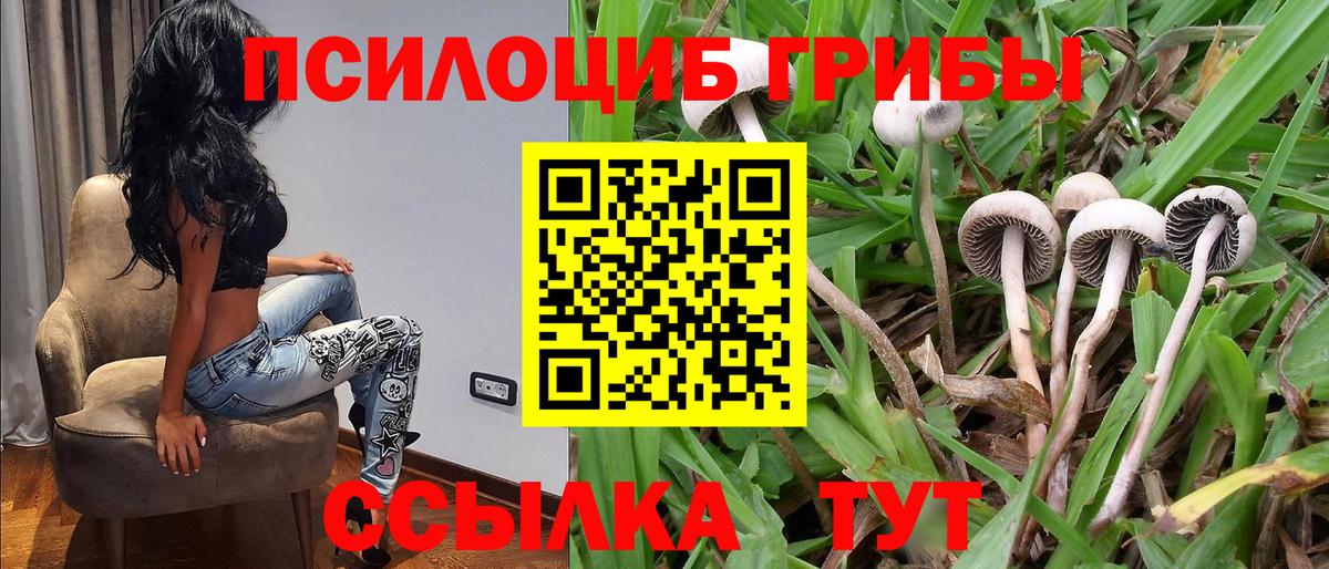 Гатчина  что такое   Вход с VPN  Галлюциногенные грибы Psilocybe 